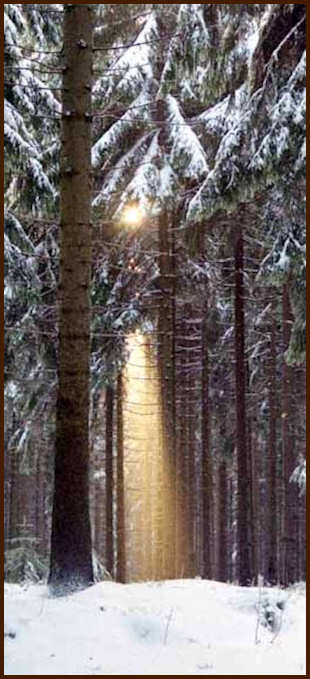 Sun through winter pine trees